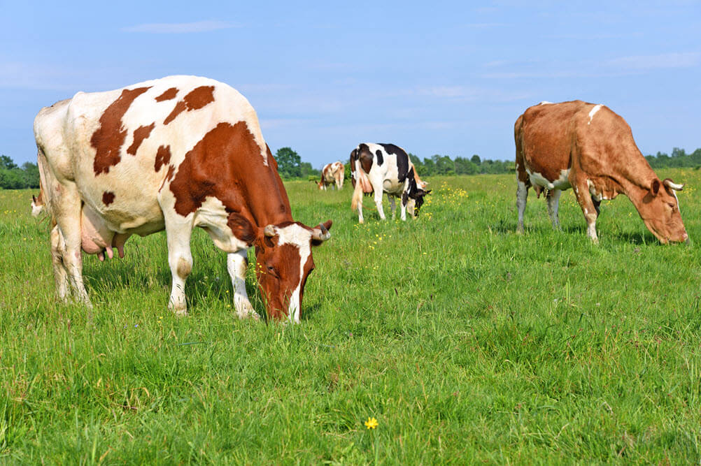 Modeling Changes in Forage Quality on Animal Nutrition