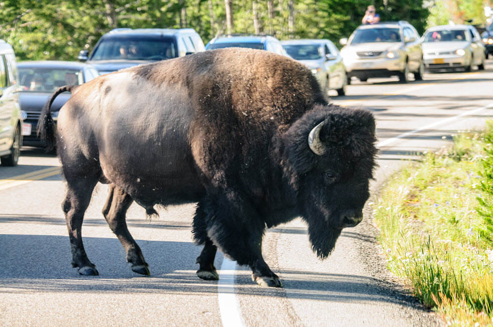 Evaluating Proposed Infrastructure Changes at Yellowstone National Park