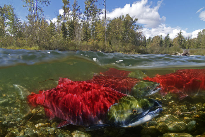 Modeling the Impact of Water Management Practices on Salmon